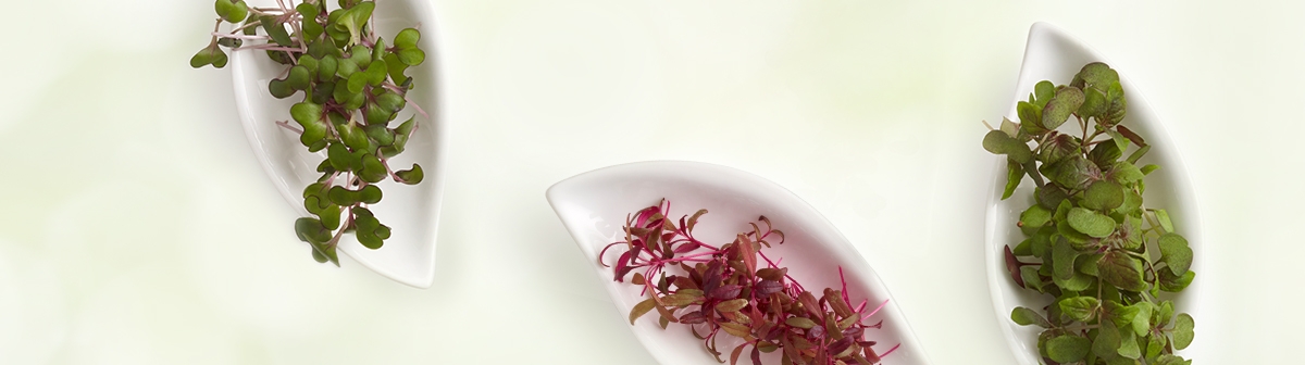 Microgreens Collection eminence Fizzofoliant