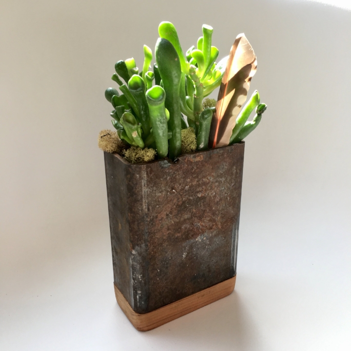 Spring Organic Succulents Bend Spa or oregon bnd shop gifts