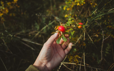 Rosehip and Lemongrass Repair Balm – November Member Gift