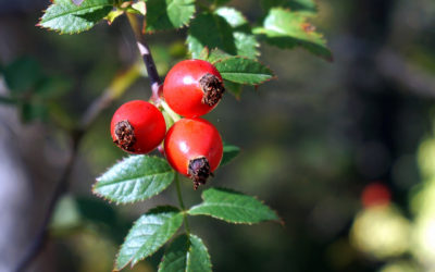 Rosehip & Lemongrass Repair Balm – August Member Gift