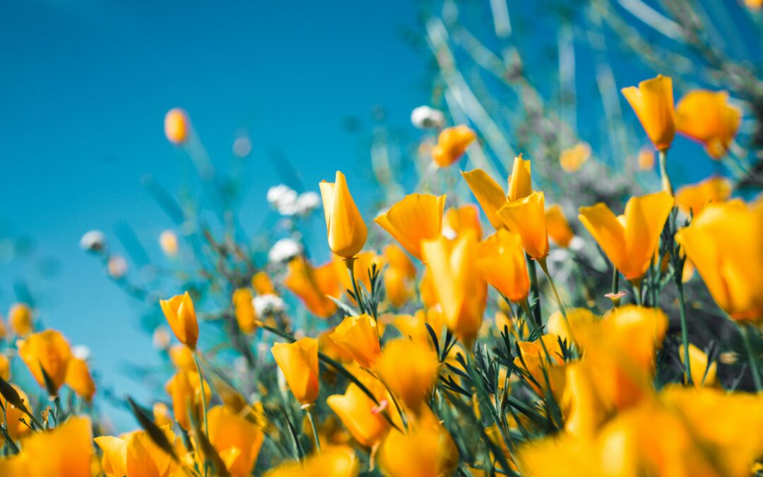 Spring Spa Specials to Celebrate Moms, Renewal & Radiance